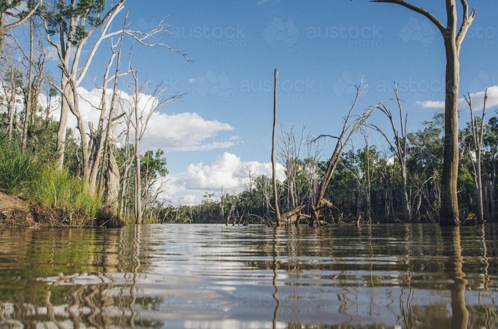 River landscape full of dead trees taken from a low angle - Australian Stock Image