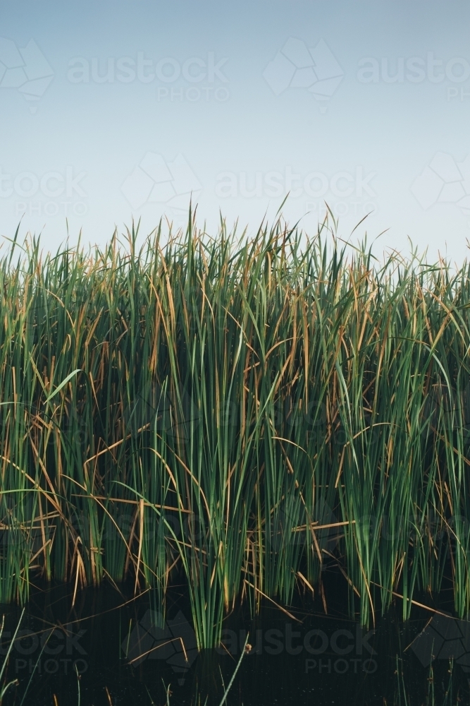 Image of River reeds close up with a misty sky - Austockphoto