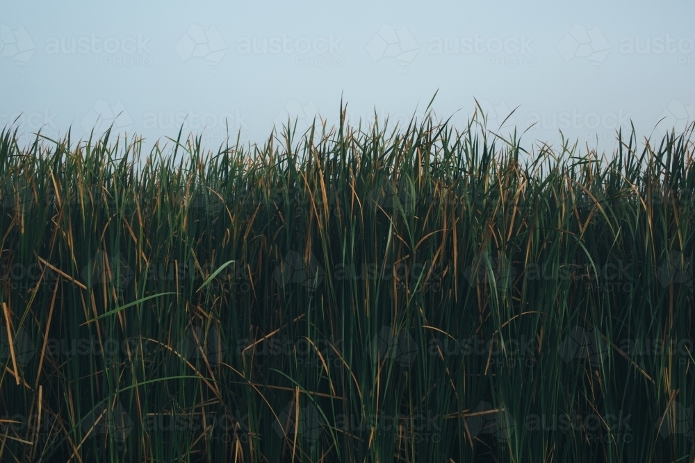 River reeds close up with a misty sky - Australian Stock Image