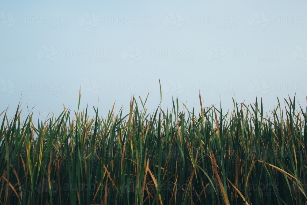 River reeds close up with a misty sky - Australian Stock Image