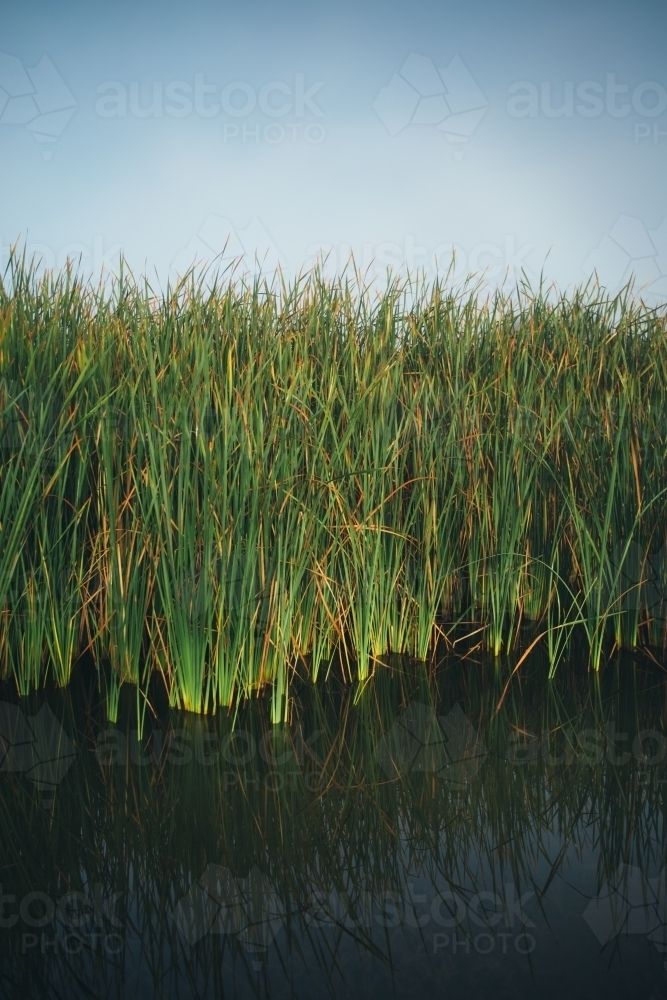 Image of River reeds growing in water with a misty sky - Austockphoto