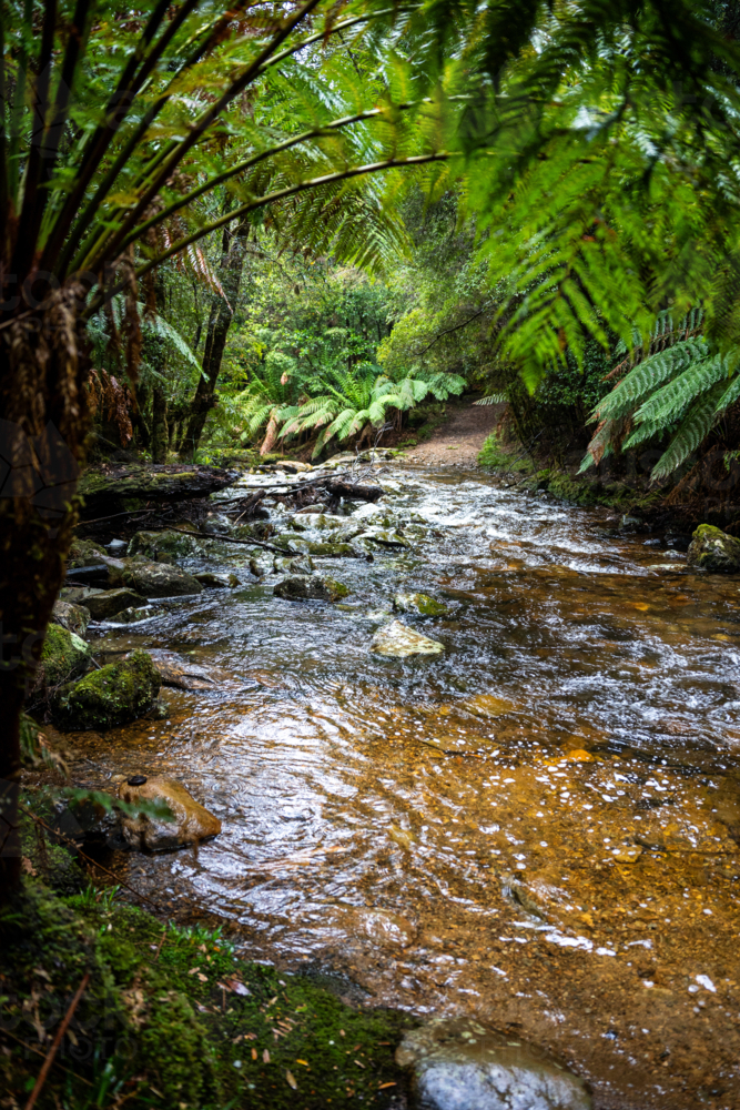 River surrounded by ferns in Tasmania - Australian Stock Image