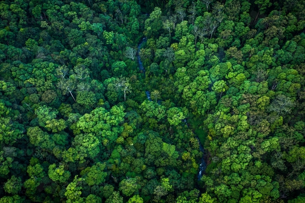 River winding through tropical rainforest - Australian Stock Image