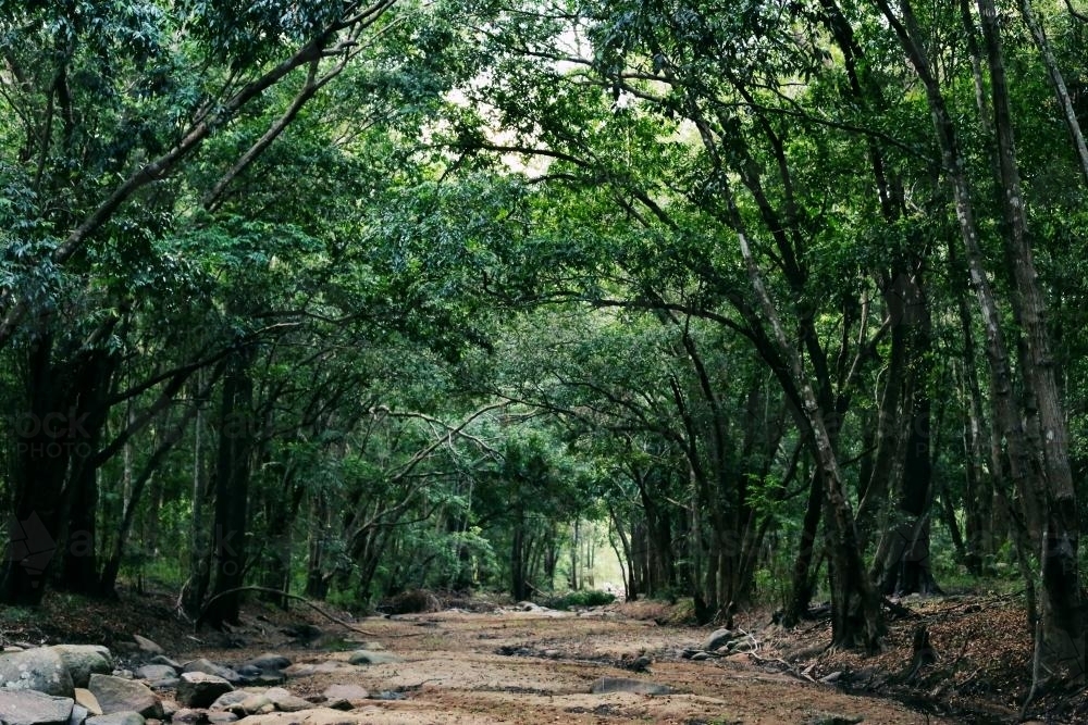 Riverbed between trees - Australian Stock Image