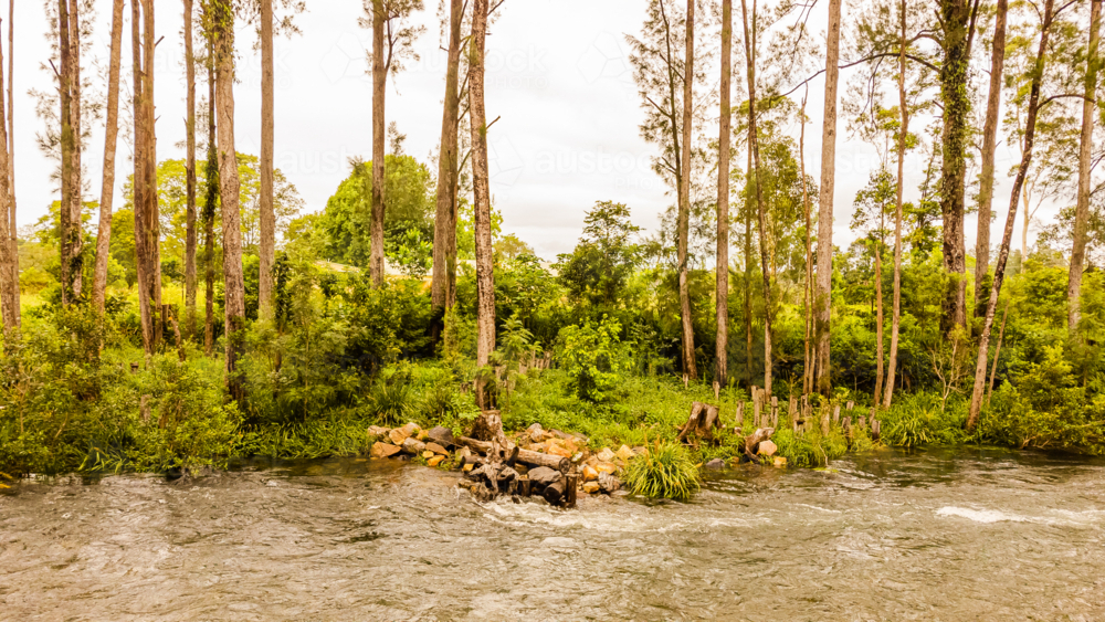 riverbed by green australian forest with tall trees - Australian Stock Image