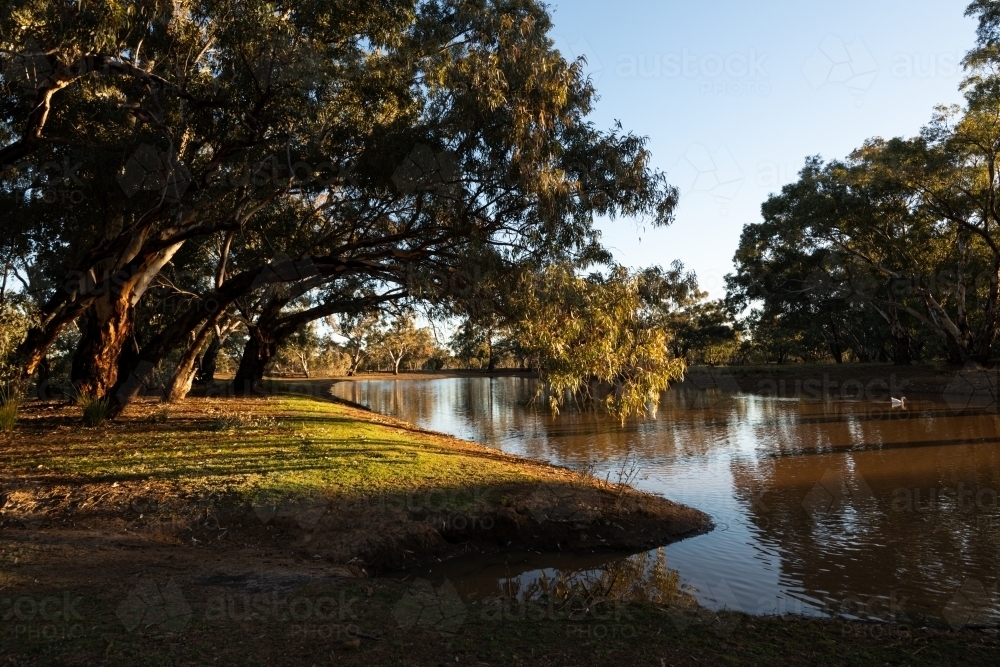 Rivergums hanging over an outback river in the late afternoon light. - Australian Stock Image