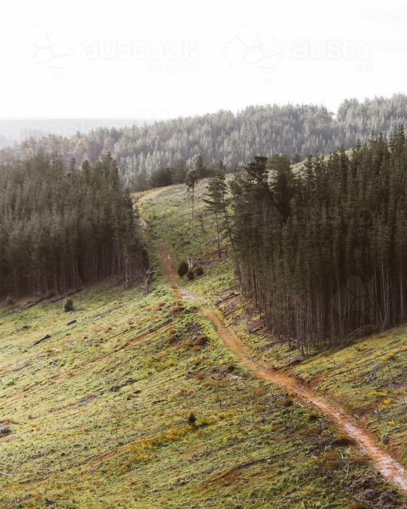 Road amongst pines - Australian Stock Image