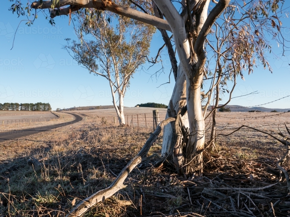 Road and gum tree in grazing country on a frosty morning - Australian Stock Image