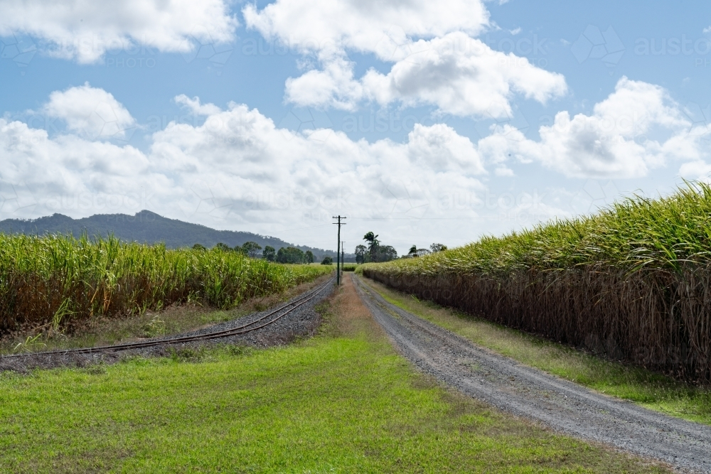 Road and rail intersection in cane fields - Australian Stock Image