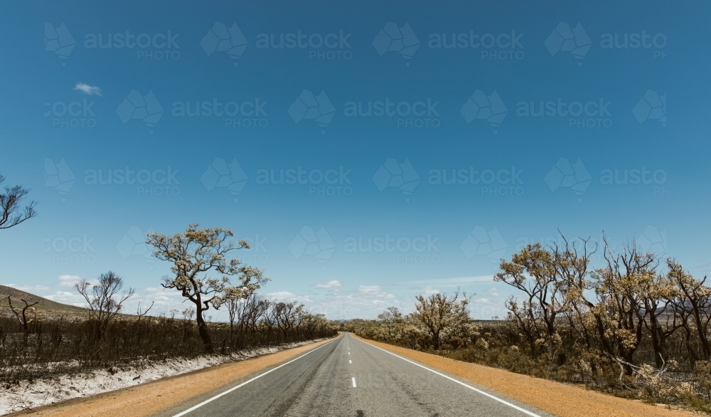 Road in outback with burnt dead trees on the roadside - Australian Stock Image