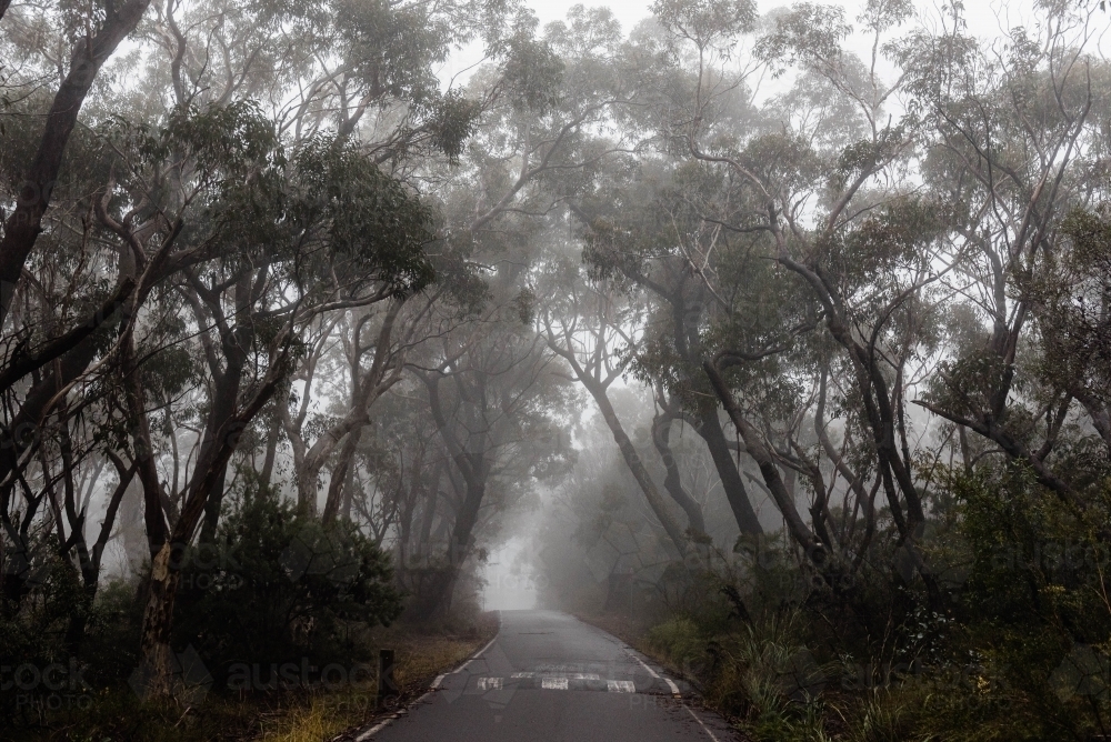 Road through foggy bushland - Australian Stock Image