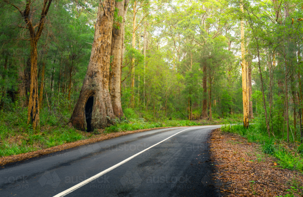 road through forest in Borunup in Southern Western Australia - Australian Stock Image