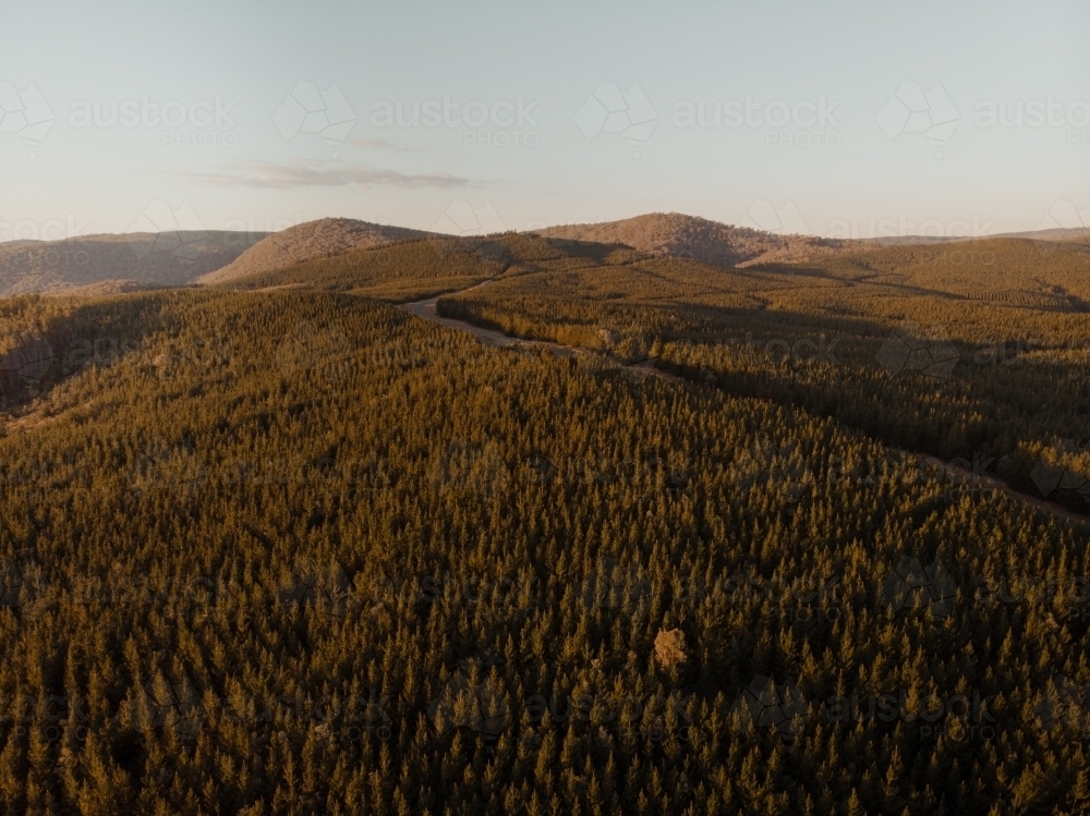 Road through pine forest at sunset near Taradale & Laurel Hill - Australian Stock Image