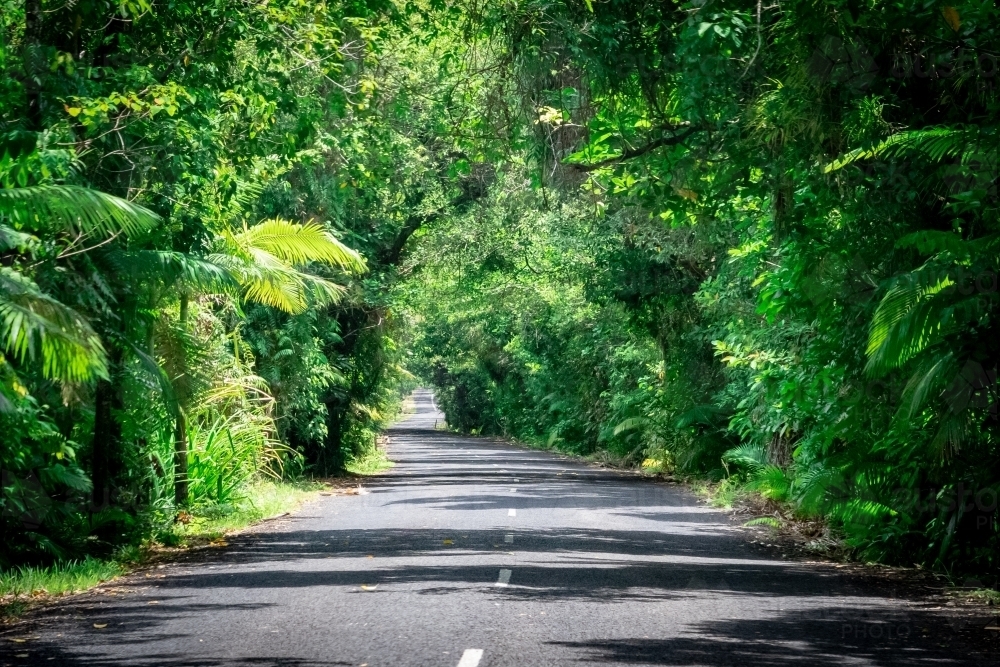 Road through the rainforest - Australian Stock Image