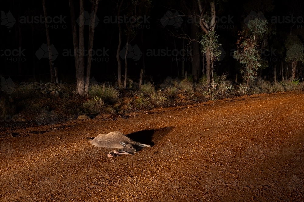 roadkill showing dead kangaroo and joey on gravel road - Australian Stock Image
