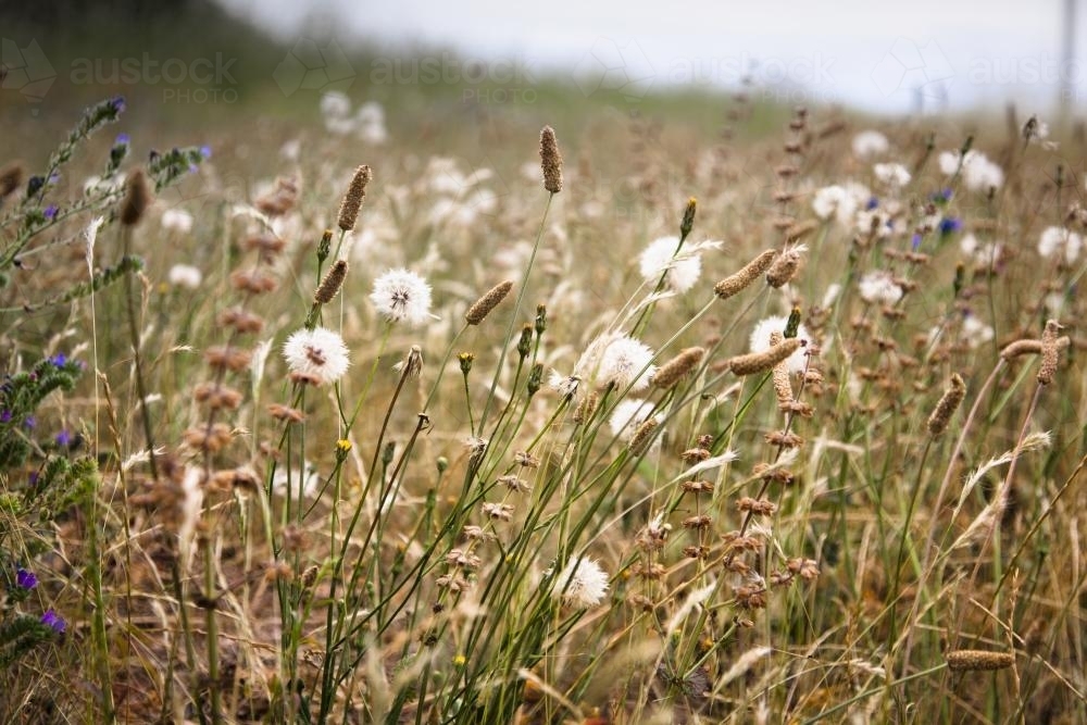 roadside grasses including dandelions - Australian Stock Image