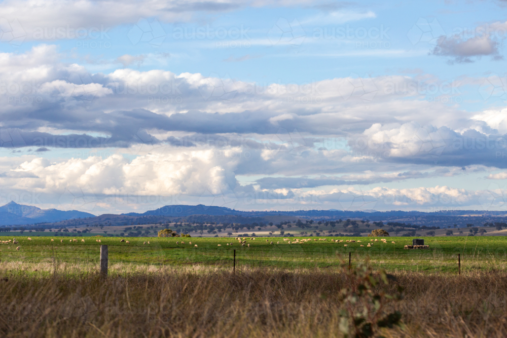 Roadside paddock view of green farmland with flock of sheep - Australian Stock Image