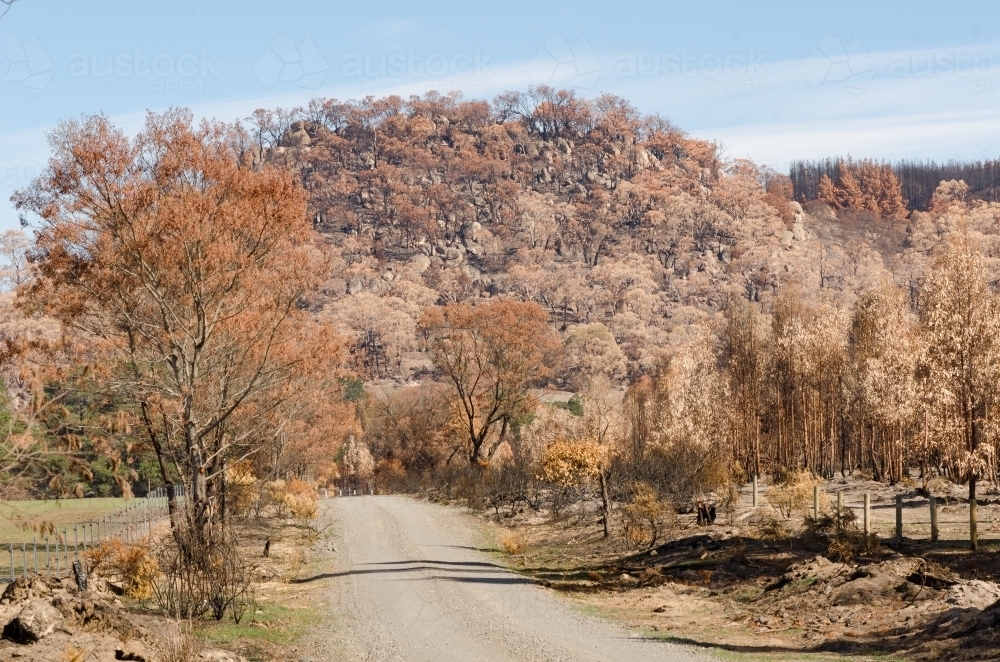 Roadside view Mt Beckworth trees after bushfire - Australian Stock Image
