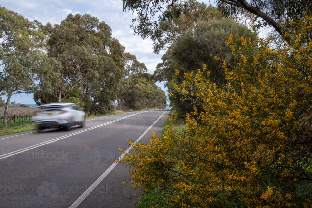 Roadside wattle in flower with a blurred car - Australian Stock Image