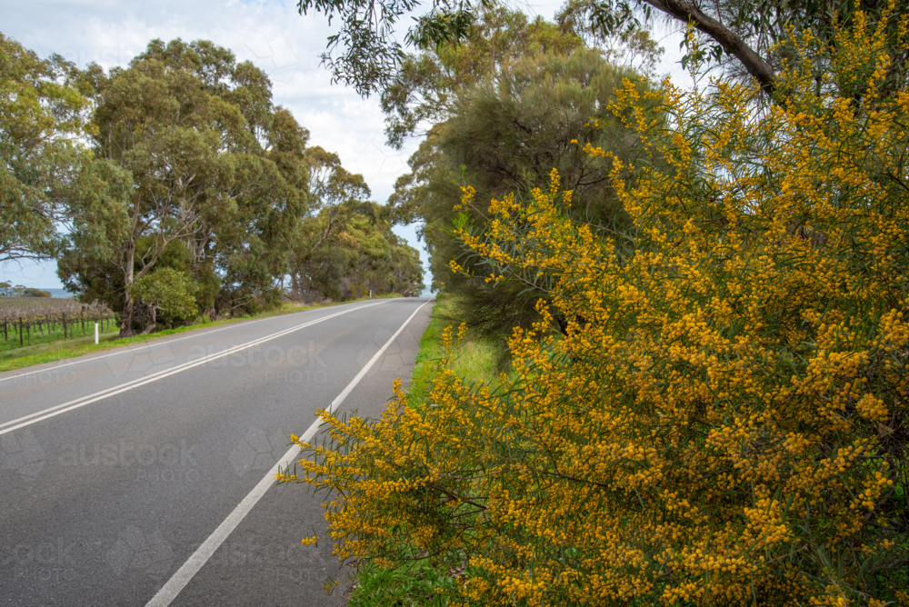 Roadside wattle in the Adelaide Hills - Australian Stock Image