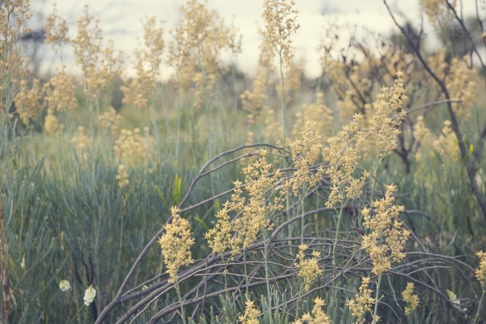 Roadside wildflowers in West Australia - Australian Stock Image