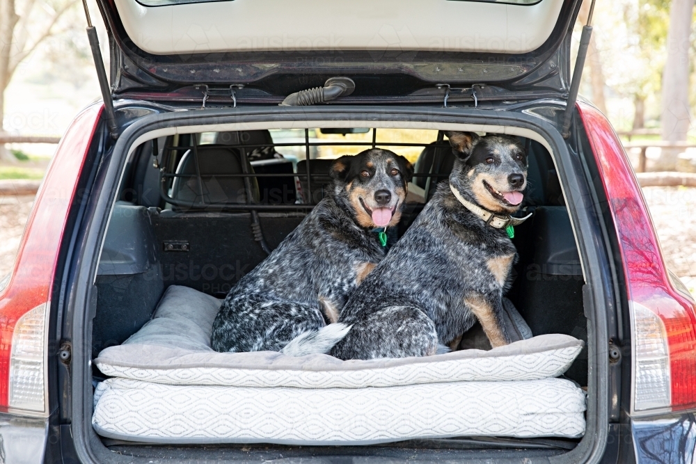 Roadtrip with 2 blue heelers - Australian Stock Image