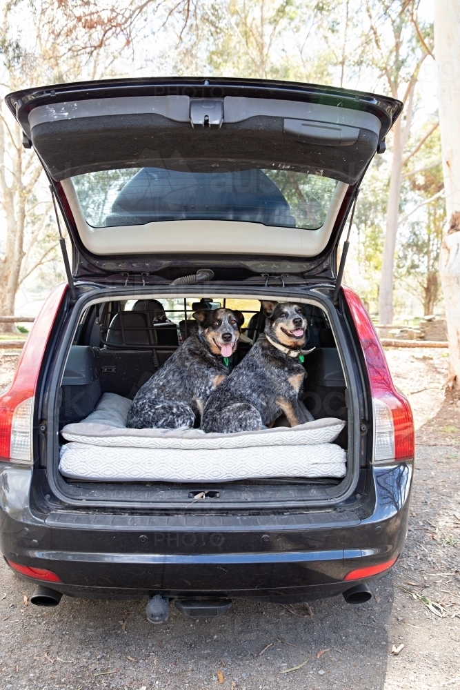 Roadtrip with 2 blue heelers - Australian Stock Image