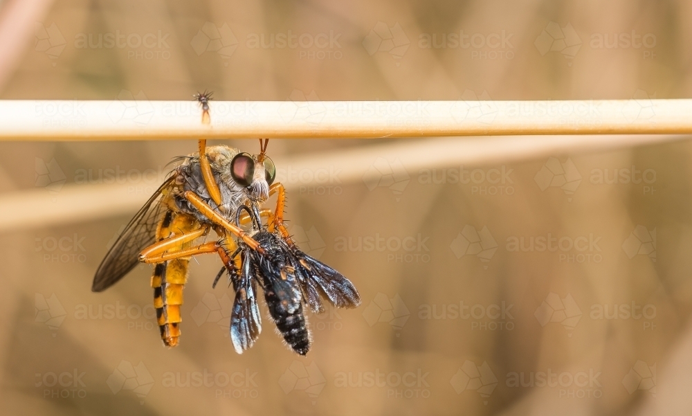 Robber fly (Asilidae) eating prey - Australian Stock Image
