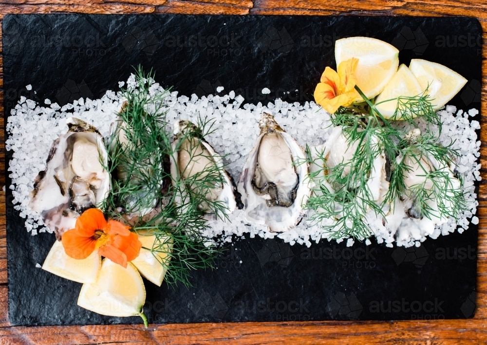 Rock oysters displayed on bed of salt : Austockphoto Rock oysters displayed on bed of salt - Australian Stock Image
