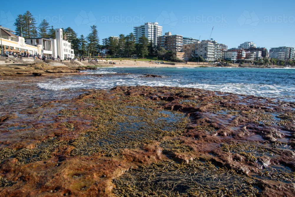 Rock platform with Neptune's Necklace and buildings in the background - Australian Stock Image
