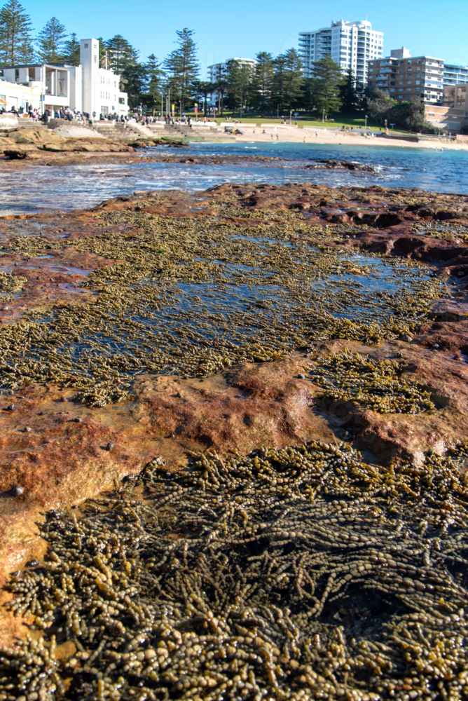 Rock platform with Neptune's Necklace and buildings in the background - Australian Stock Image