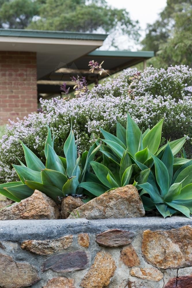 Rock wall and agave plants in suburban garden - Australian Stock Image