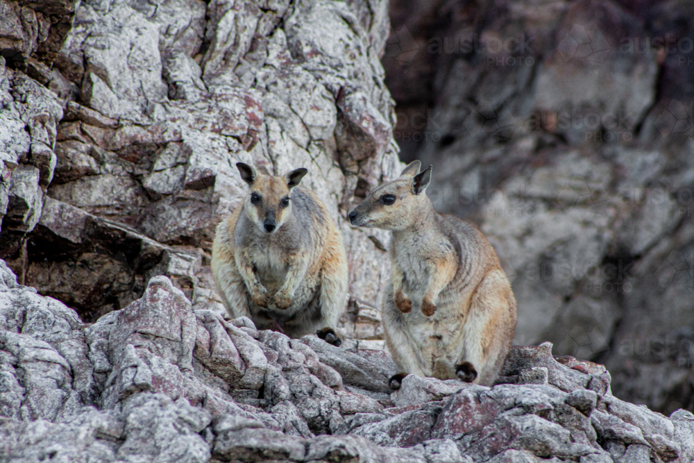 Rock Wallabies on rock face - Australian Stock Image