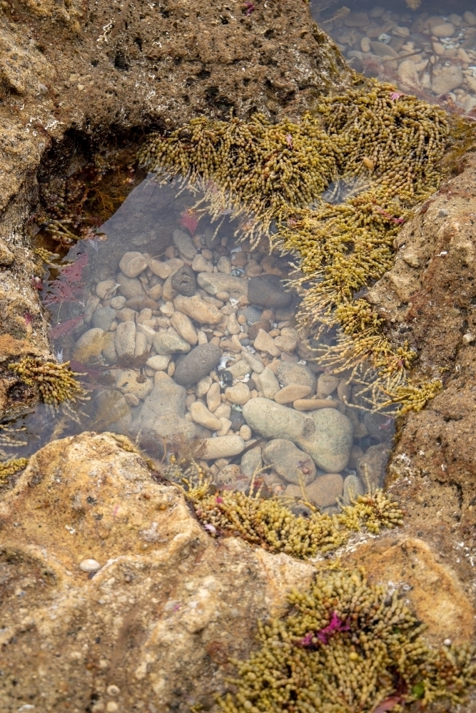 rockpool at low tide - Australian Stock Image