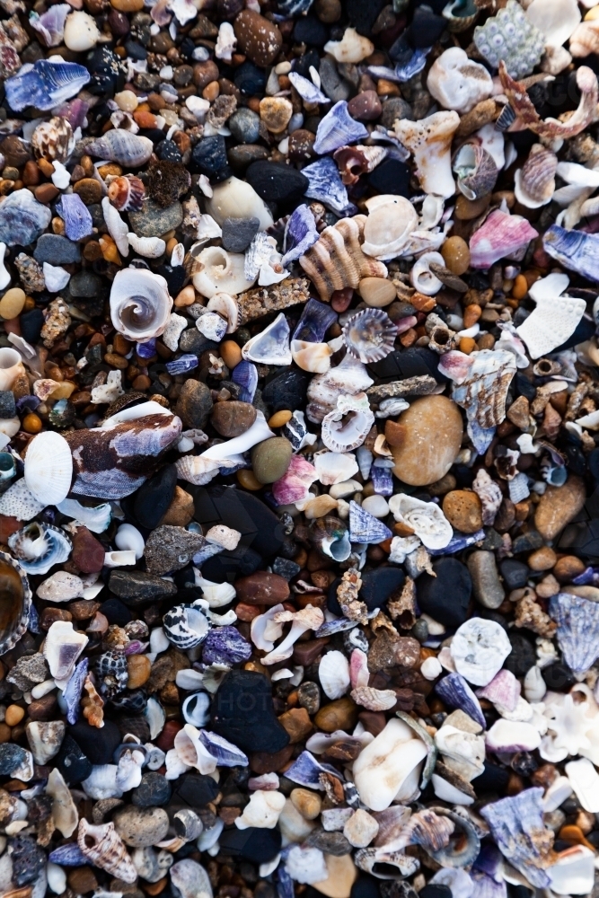 Rocks and shell texture top down washed up at beach - Australian Stock Image