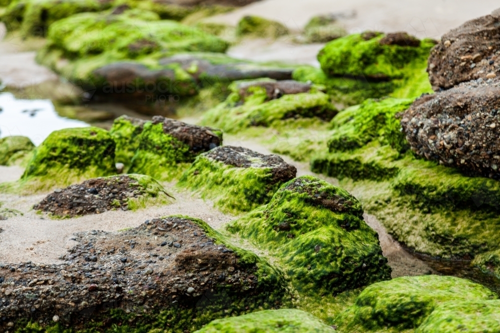 Rocks covered in green seaweed beside the ocean - Australian Stock Image