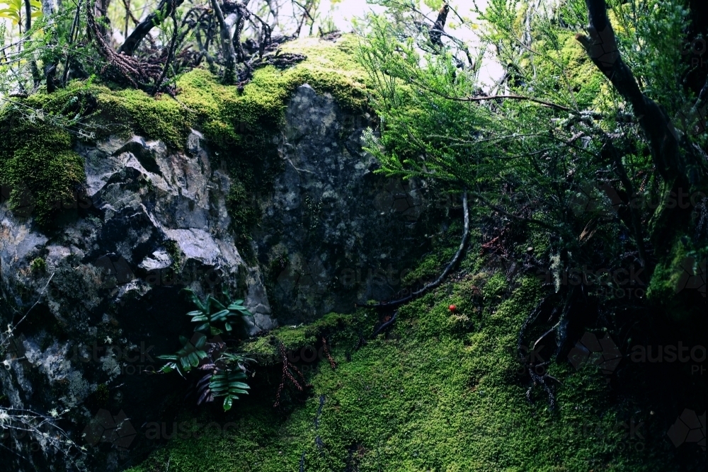Rocks covered in moss in bushland - Australian Stock Image
