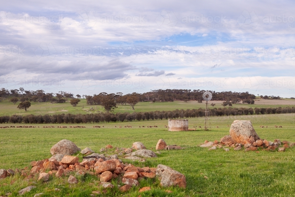 Rocky paddock with windmill and sheep in the distance - Australian Stock Image