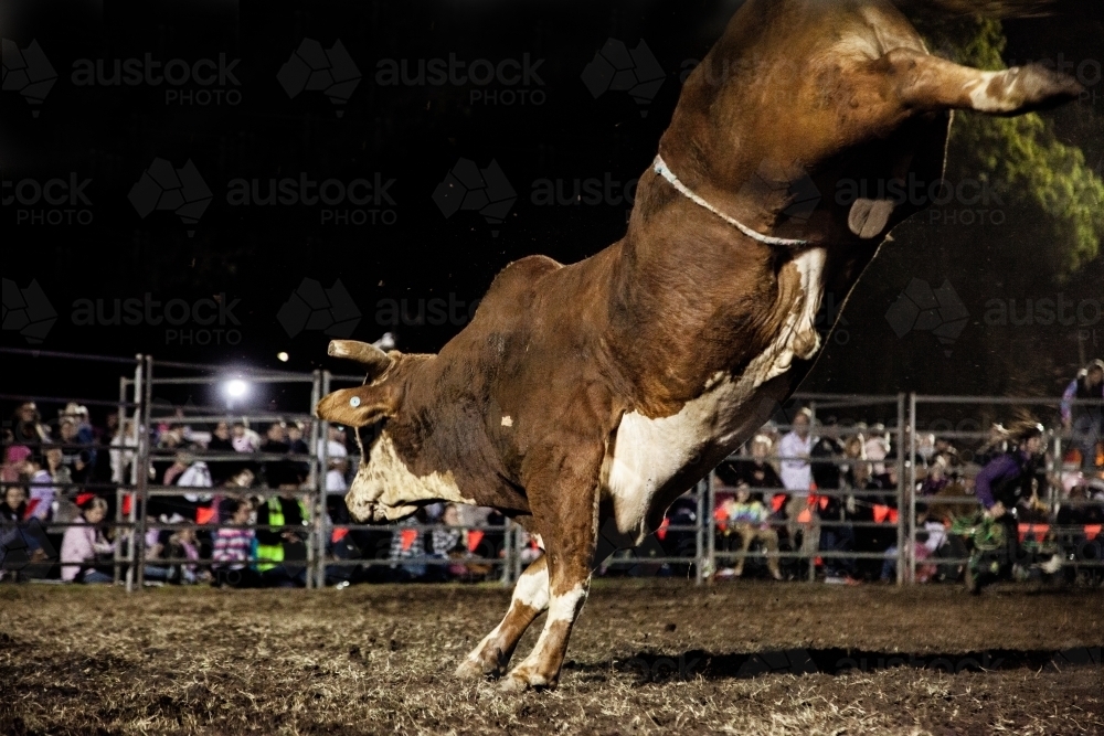 Rodeo bull bucking in the ring - Australian Stock Image