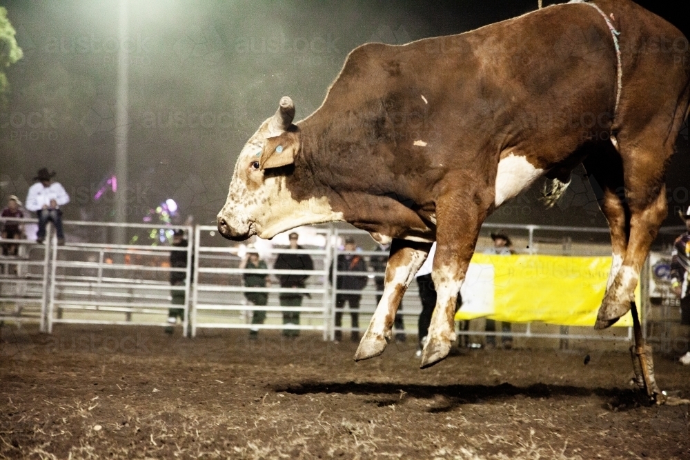 Rodeo bull bucking in the ring - Australian Stock Image