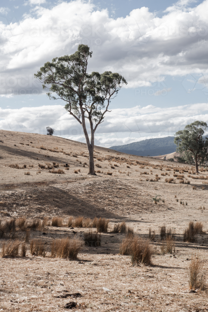 Rolling, dry hills with gum tree and grasses - vertical - Australian Stock Image