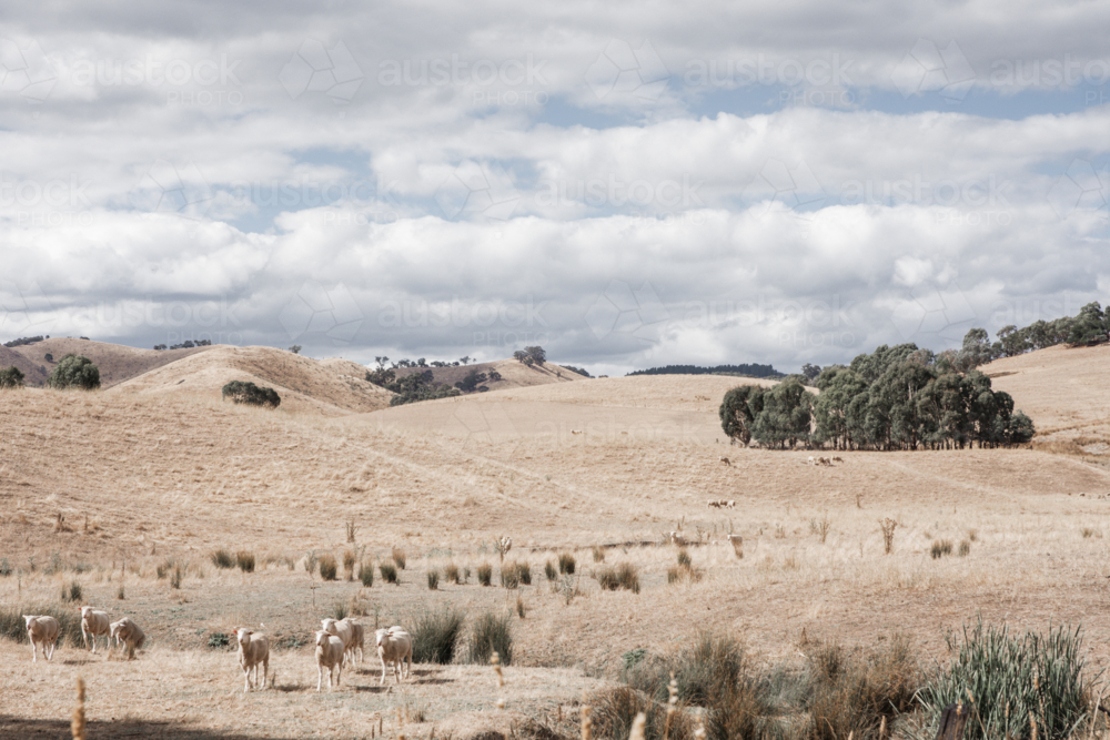 Rolling, dry paddocks with sheep in foreground - Australian Stock Image