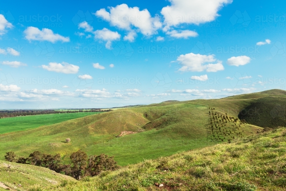rolling green hills of the Barossa Valley, South Australia - Australian Stock Image