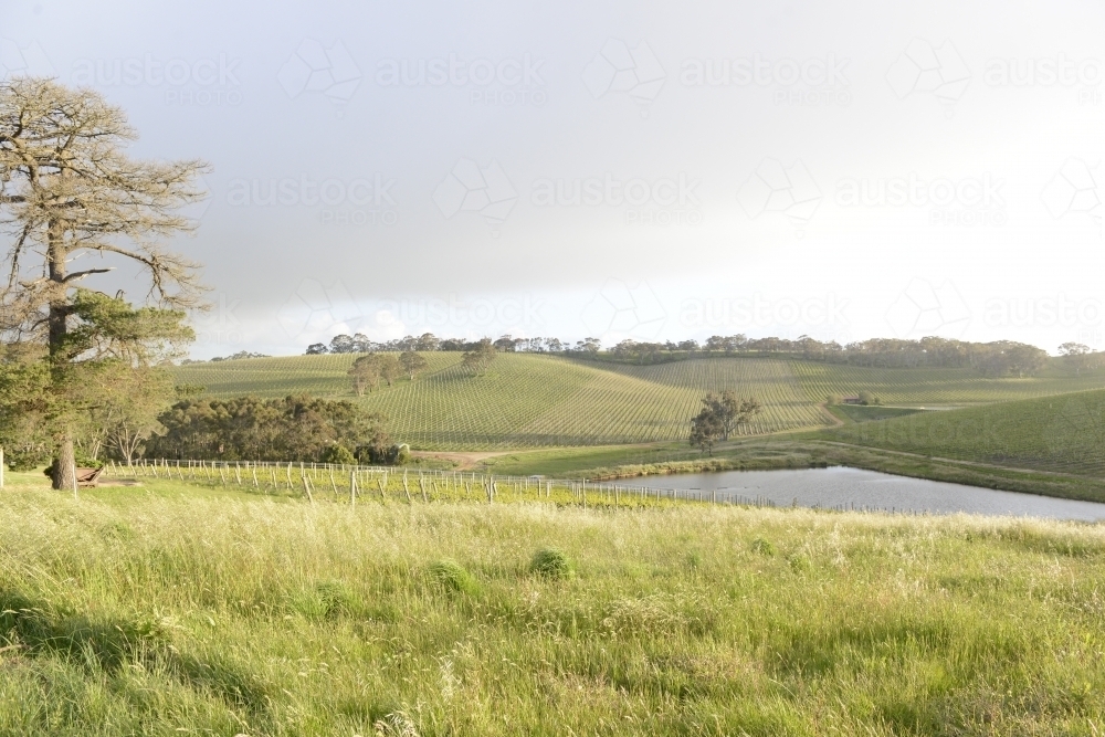 Rolling Hills - Australian Stock Image