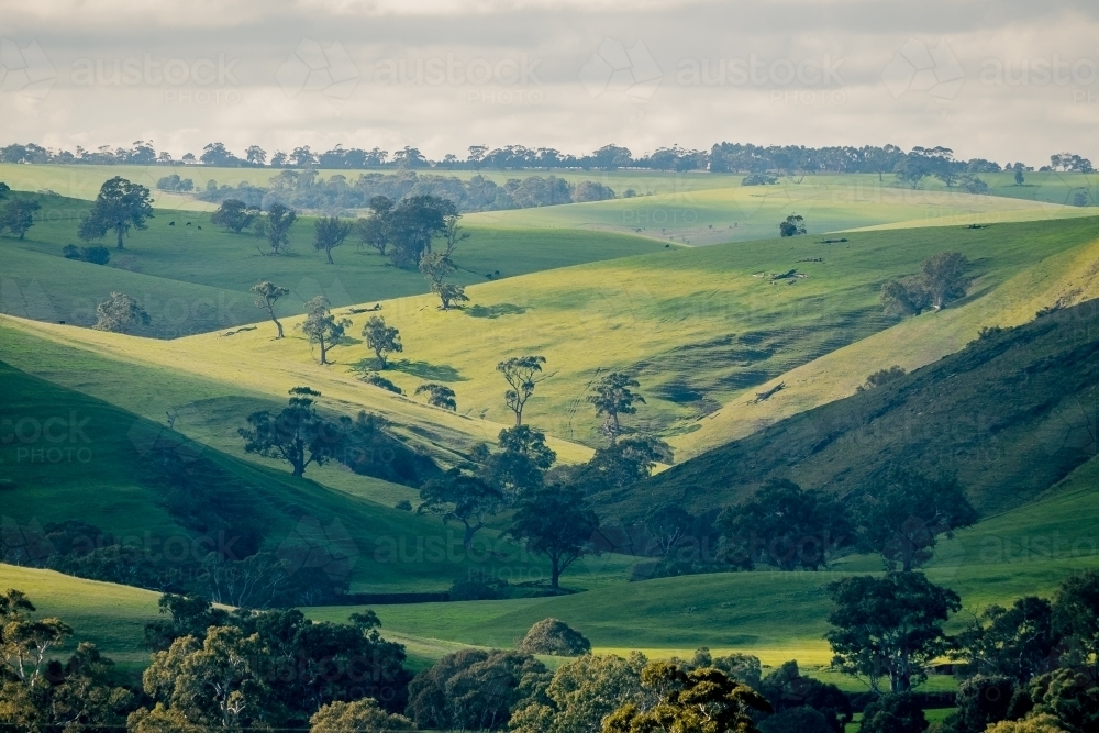 Image of Rolling undulating green hills In Victoria - Austockphoto