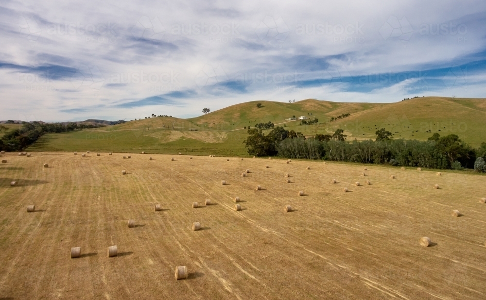 Rolls of Cut Hay in a Paddock - Australian Stock Image