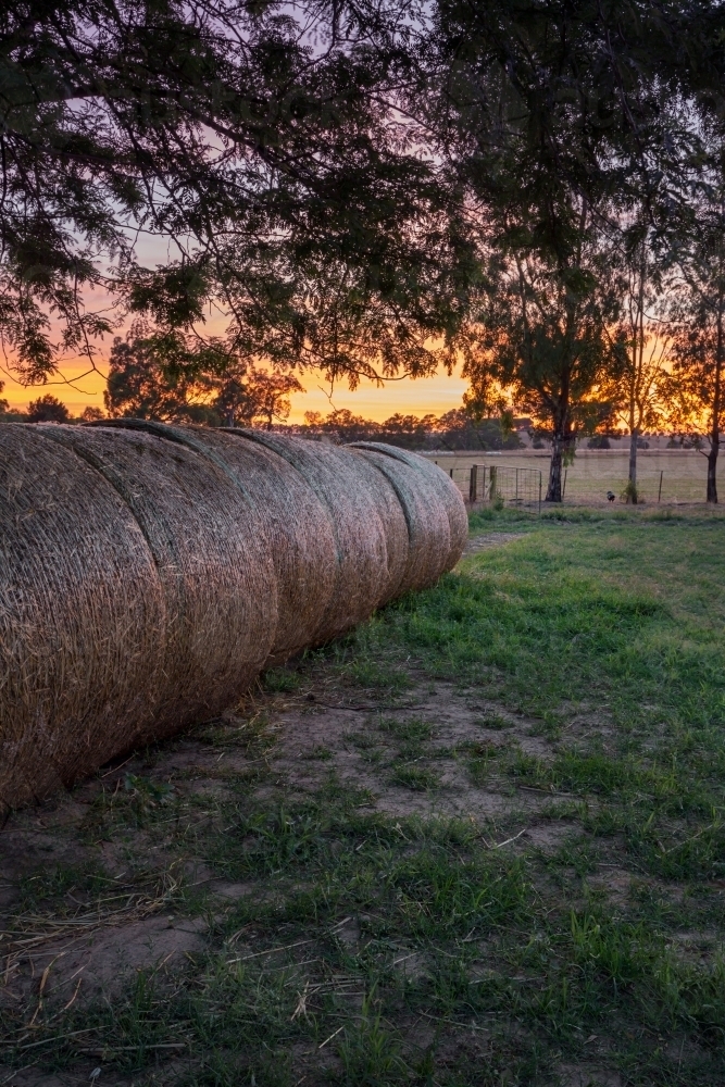 Rolls of hay at sunrise with golden yellow horizon - Australian Stock Image