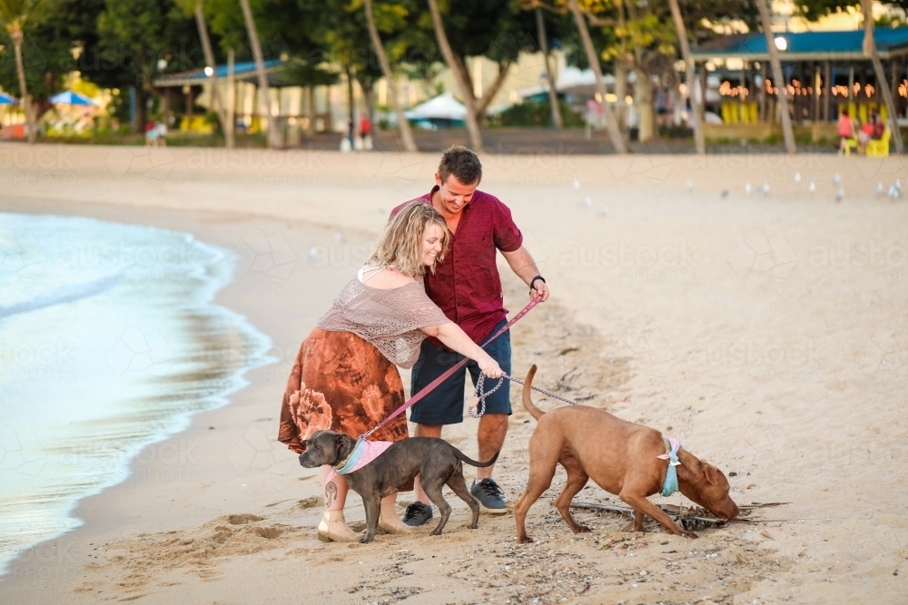 Romantic couple walking dogs on the beach at the Airlie Beach esplanade in tropical north Queensland - Australian Stock Image