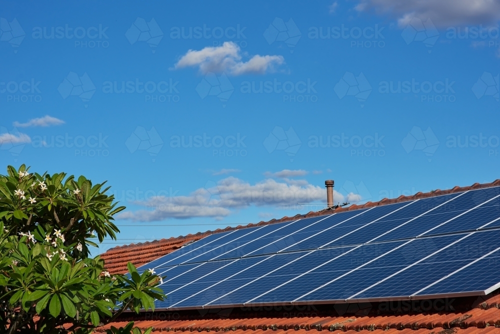 Rooftop solar panels under blue sky with frangipani tree - Australian Stock Image