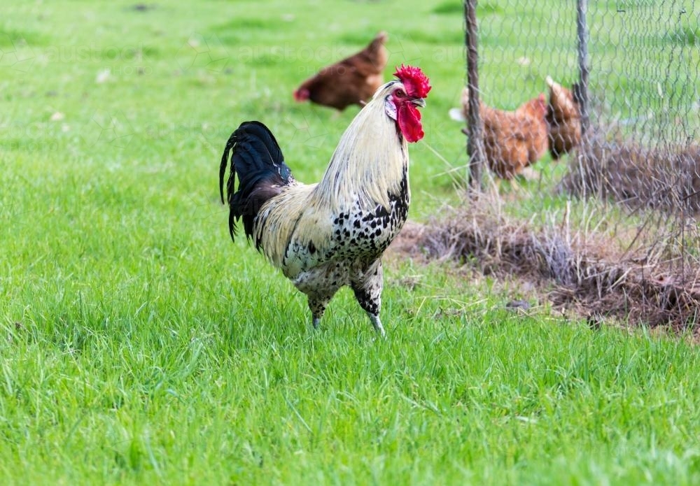 Rooster and hens in green grass outside their pen - Australian Stock Image